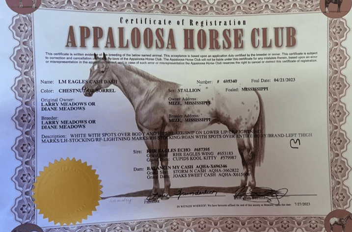 Image for Interstate Regional Stockyards Horse Sale - Cuba, Missouri WEDNESDAY OCTOBER 21ST