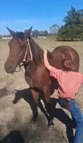Image for Springfield Livestock Horse Sale FRIDAY OCTOBER 30TH - Springfield, MO