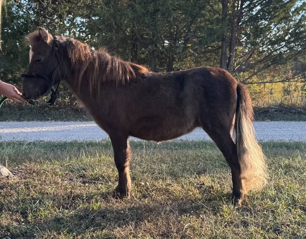 Image for Springfield Livestock Horse Sale FRIDAY OCTOBER 30TH - Springfield, MO