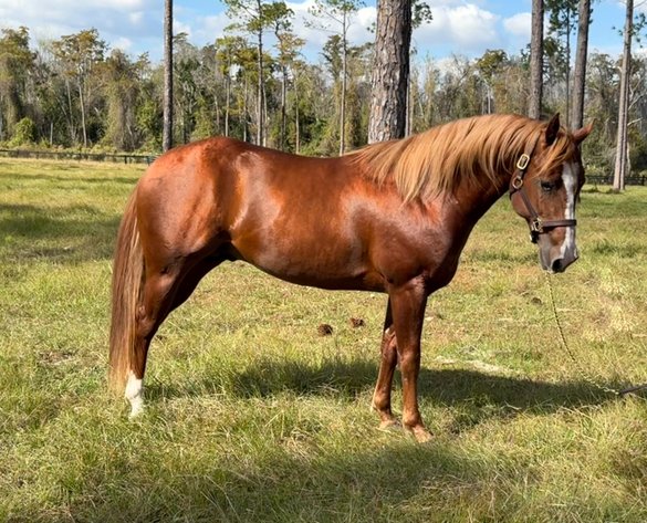 Image for Ocala Horse Sale - Saturday, November 14th - Ocala, Florida
