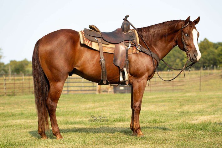 Image for Interstate Regional Stockyards Horse Sale - Cuba, Missouri WEDNESDAY September 25th