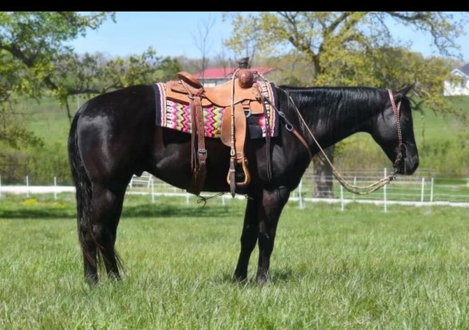 Image for Interstate Regional Stockyards Horse Sale - Cuba, Missouri WEDNESDAY September 25th