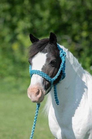 Image for Colfax Iowa Horse Sale - SUNDAY - OCTOBER 20TH