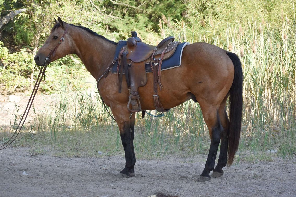 Image for Jones Livestock Auction MONTHLY HORSE & TACK SALE!   Saturday, October 12th!