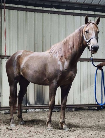 Image for Mize Horse Sale  SATURDAY OCTOBER 19TH - Mize, Mississippi