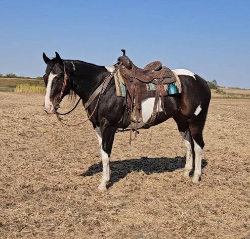 Image for Colfax Iowa Horse Sale - SUNDAY - OCTOBER 20TH