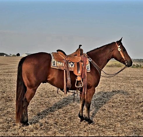 Image for Colfax Iowa Horse Sale - SUNDAY - OCTOBER 20TH