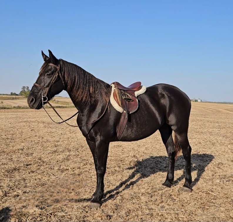 Image for Colfax Iowa Horse Sale - SUNDAY - OCTOBER 20TH