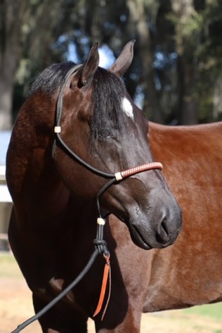 Image for Ocala Horse Sale November 9th - Ocala, Florida