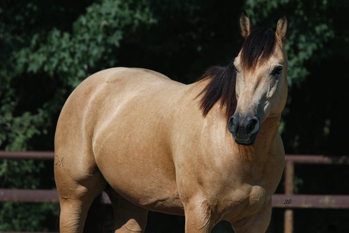 Image for Ocala Horse Sale November 9th - Ocala, Florida