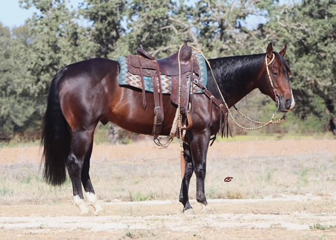 Image for Ocala Horse Sale November 9th - Ocala, Florida