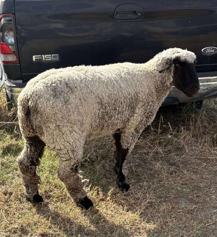 Image for Jones Livestock Auction THURSDAY November 7th -  Jones, Oklahoma