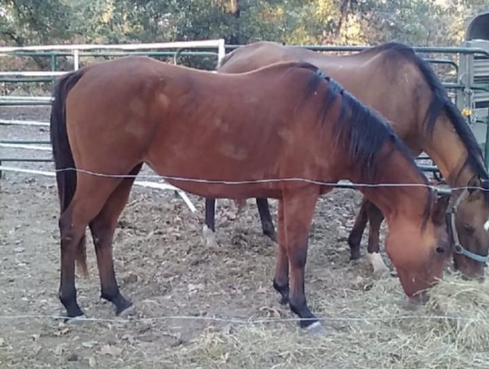 Image for Missouri Horse Auction FRIDAY OCTOBER 25TH - Springfield, MO