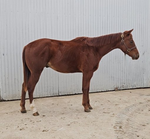 Image for Colfax Iowa Horse sale- Sunday November 17,2024