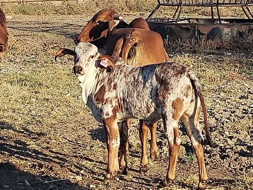 Image for Jones Livestock Auction THURSDAY December 5th -  Jones, Oklahoma