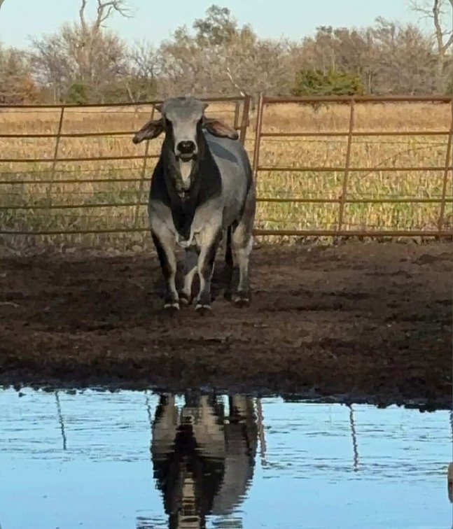 Image for Jones Livestock Auction THURSDAY December 5th -  Jones, Oklahoma