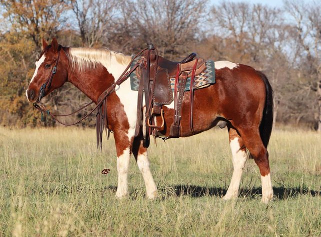 Image for Jones Livestock Auction MONTHLY HORSE & TACK SALE!   Saturday, December 14th!