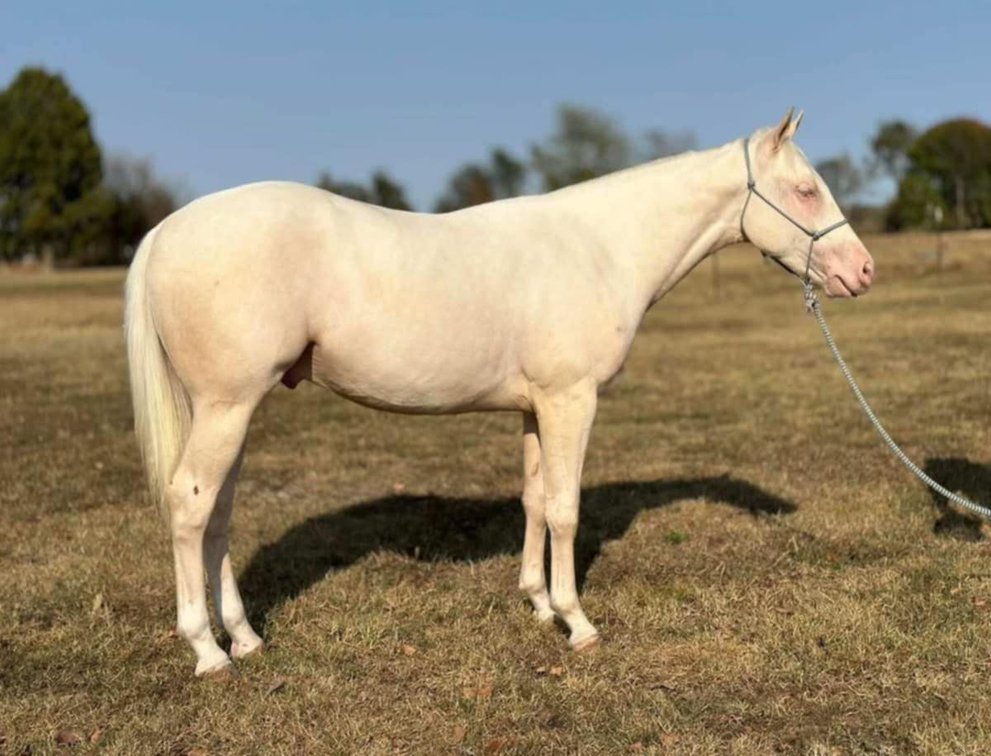 Image for Missouri Horse Auction FRIDAY DECEMBER 27TH - Springfield, MO