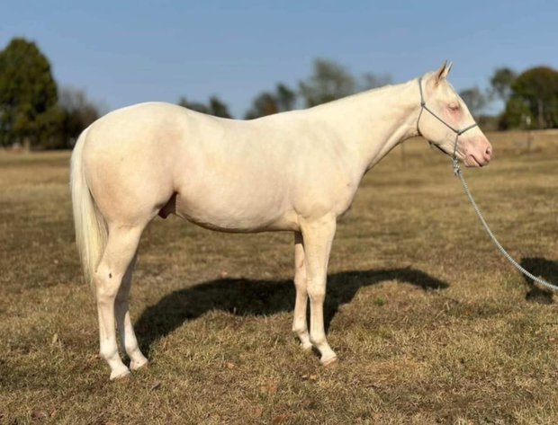 Image for Missouri Horse Auction FRIDAY DECEMBER 27TH - Springfield, MO