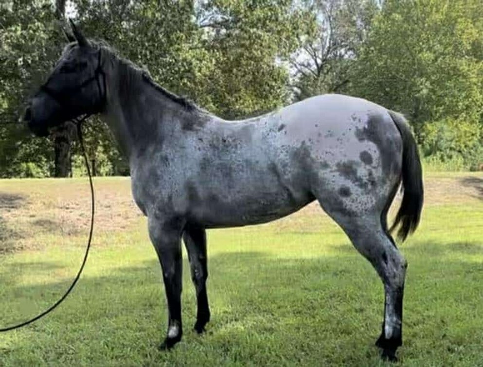 Image for Mize Horse Sale  SATURDAY DECEMBER 21ST - Mize, Mississippi