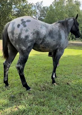 Image for Mize Horse Sale  SATURDAY DECEMBER 21ST - Mize, Mississippi