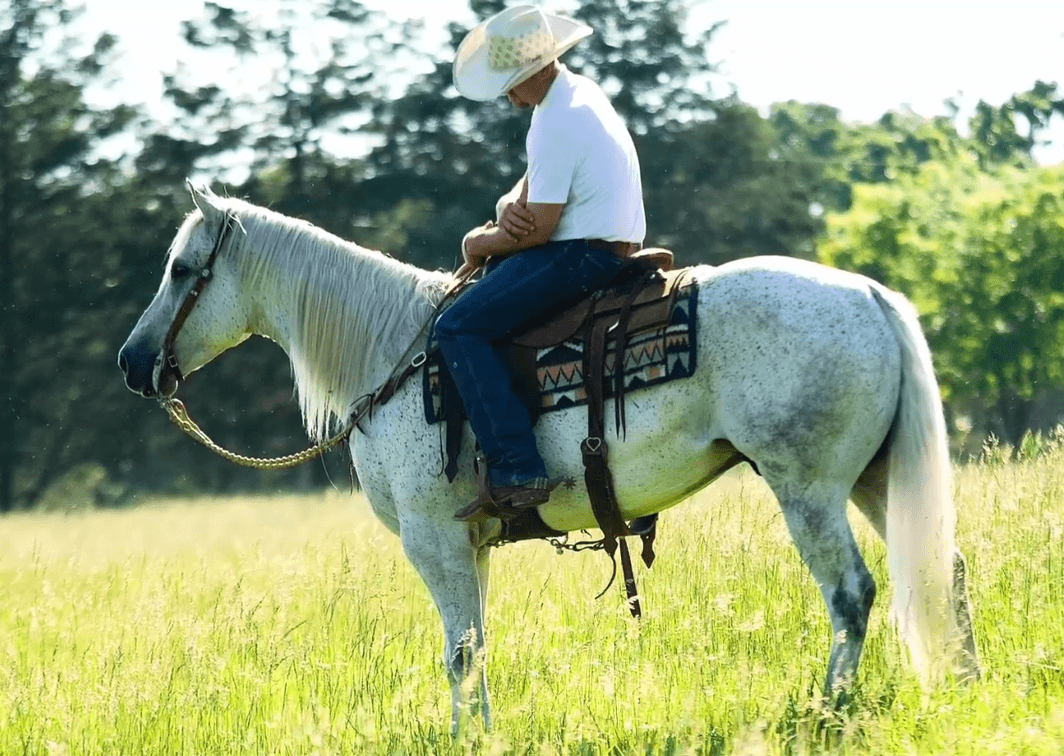 Image for Jones Livestock Auction MONTHLY HORSE & TACK SALE!   Saturday, December 14th!