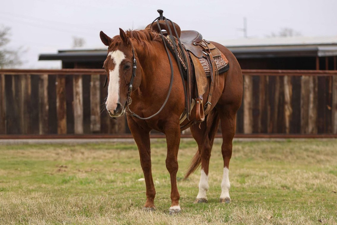 Image for Jones Livestock Auction MONTHLY HORSE & TACK SALE!   Saturday, December 14th!