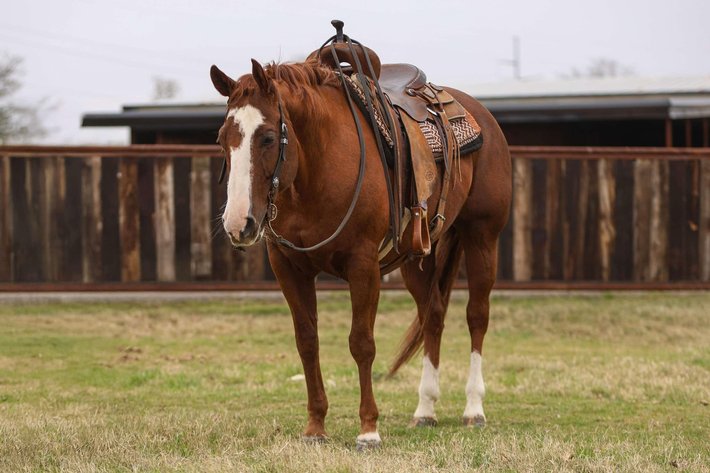 Image for Jones Livestock Auction MONTHLY HORSE & TACK SALE!   Saturday, December 14th!