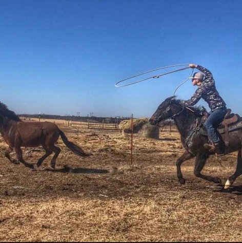 Image for Jones Livestock Auction MONTHLY HORSE & TACK SALE!   SATURDAY, FEBRUARY 8TH!