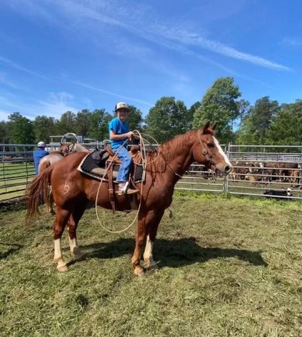 Image for Mize Horse Sale  SATURDAY FEBRUARY 15TH - Mize, Mississippi