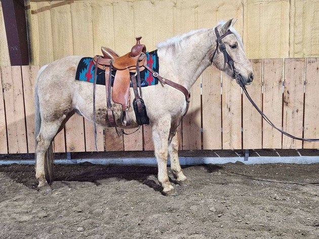 Image for Springfield Livestock SPECIAL Horse Sale DAY TWO - SATURDAY, MARCH 29TH - Springfield, MO