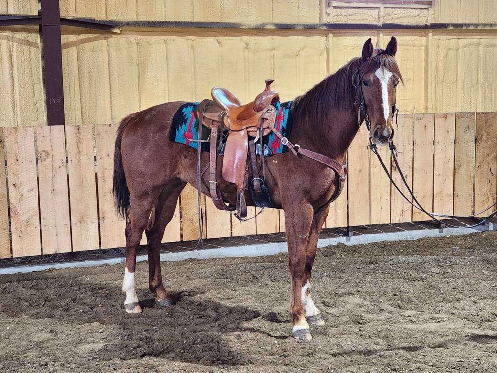 Image for Springfield Livestock SPECIAL Horse Sale DAY ONE - FRIDAY, MARCH 28TH - Springfield, MO