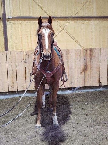 Image for Springfield Livestock SPECIAL Horse Sale DAY ONE - FRIDAY, MARCH 28TH - Springfield, MO