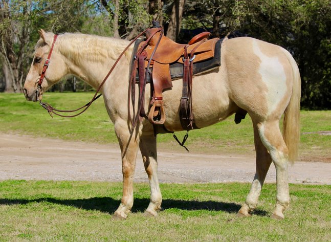 Image for Southwest Horse Sale Spring Catalog Sale - SATURDAY MARCH 22ND - Bush, LA