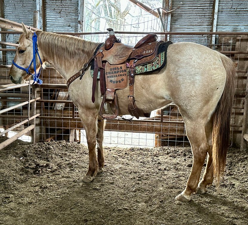 Image for Jones Livestock Auction MONTHLY HORSE & TACK SALE!   SATURDAY, MARCH 8TH!