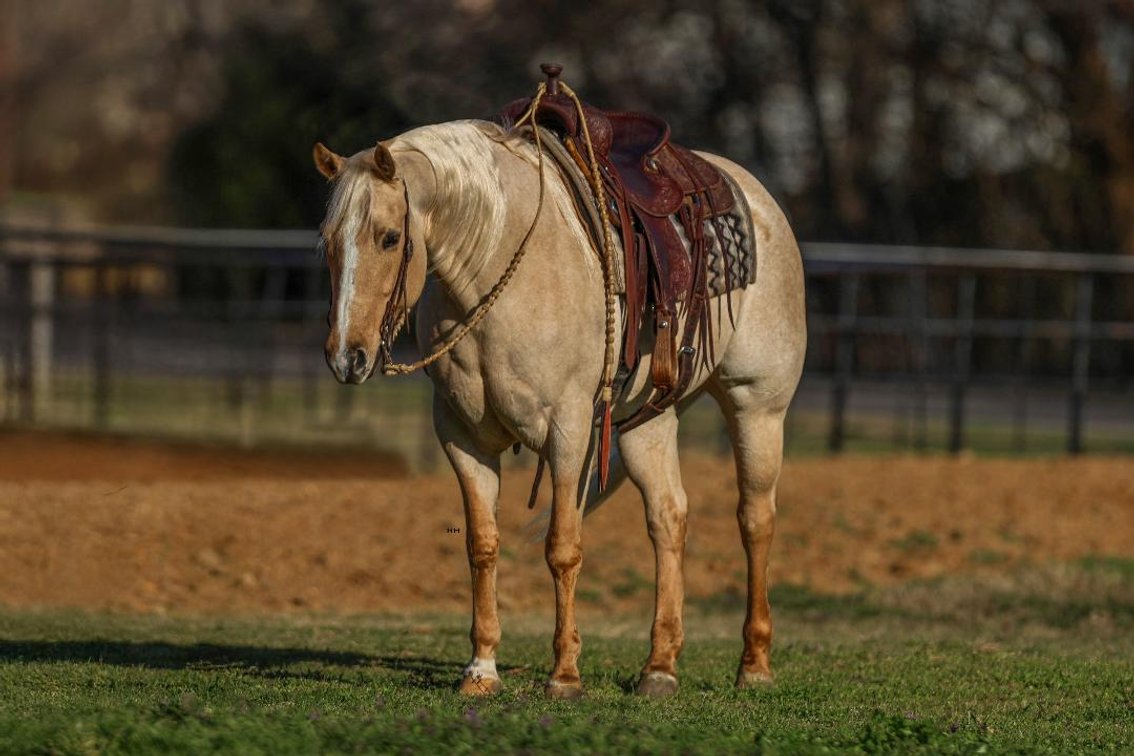 Image for Southwest Horse Sale Spring Catalog Sale - SATURDAY MARCH 22ND - Bush, LA