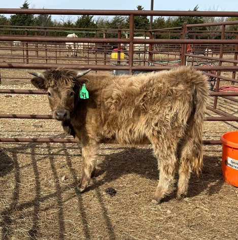 Image for Jones Livestock Auction THURSDAY APRIL 3RD -  Jones, Oklahoma