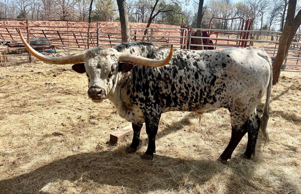 Image for Jones Livestock Auction THURSDAY APRIL 3RD -  Jones, Oklahoma