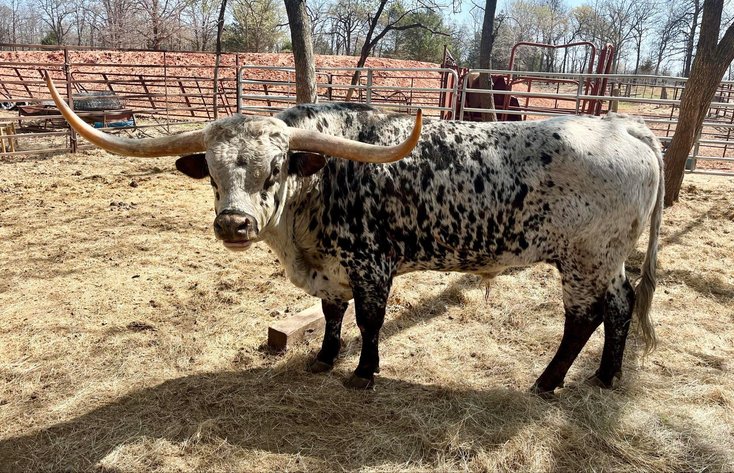 Image for Jones Livestock Auction THURSDAY APRIL 3RD -  Jones, Oklahoma