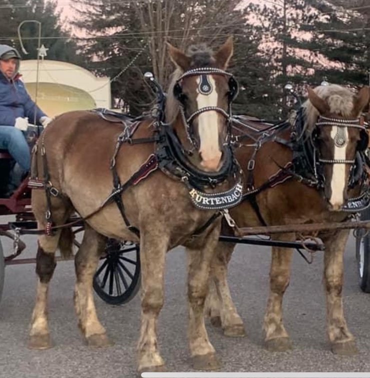 Image for Waverly Horse Sale - Horses Day One THURSDAY, MARCH 27TH - Waverly Iowa