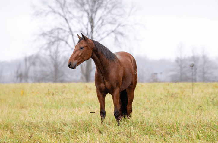 Image for Ocala Horse Sale - Saturday, April 19th - Ocala, Florida