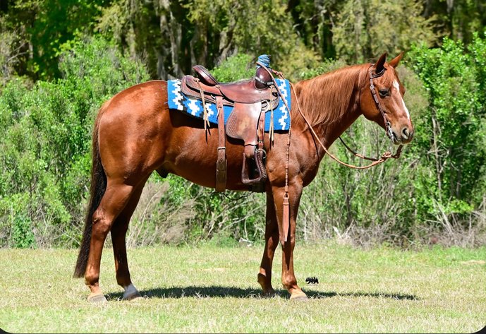 Image for Ocala Horse Sale - Saturday, April 19th - Ocala, Florida