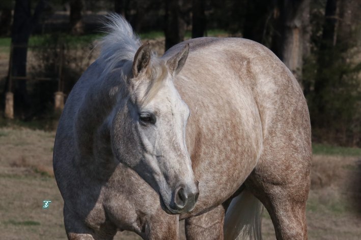 Image for Ocala Horse Sale - Saturday, April 19th - Ocala, Florida