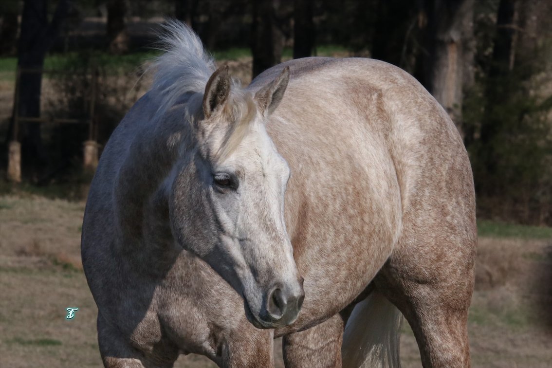 Image for Ocala Horse Sale - Saturday, April 19th - Ocala, Florida