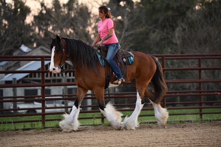 Image for Ocala Horse Sale - Saturday, April 19th - Ocala, Florida