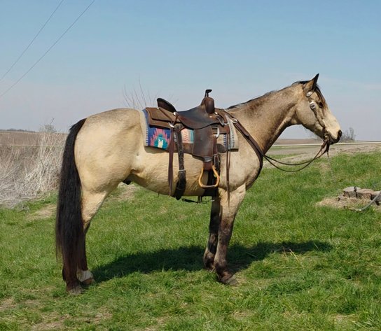 Image for Colfax Iowa Horse Sale EASTER SPECIAL - SUNDAY, APRIL 20TH