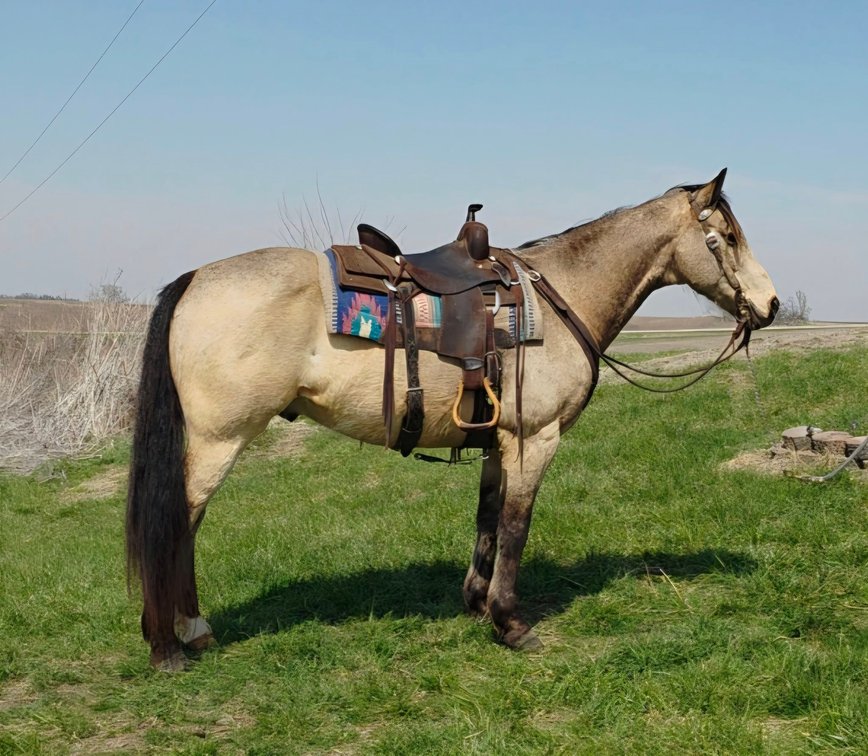 Image for Colfax Iowa Horse Sale EASTER SPECIAL - SUNDAY, APRIL 20TH