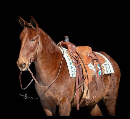 Image for Tennessee Mule Sales - Annual Mule Sale - Reese Bros. Lebanon TN April 26th