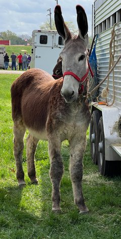 Image for Tennessee Mule Sales - Annual Mule Sale - Reese Bros. Lebanon TN April 26th