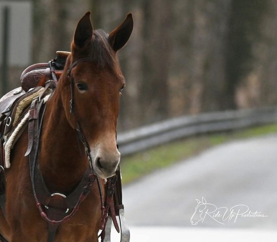 Image for Tennessee Mule Sales - Annual Mule Sale - Reese Bros. Lebanon TN April 26th